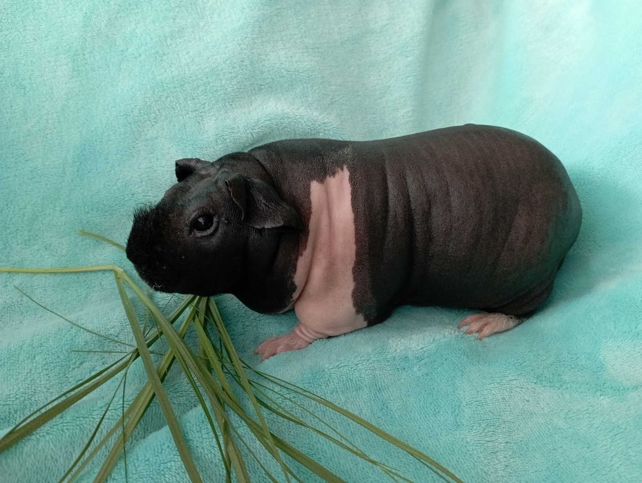 Cudowna świnka skinny ,Cavia domowa .