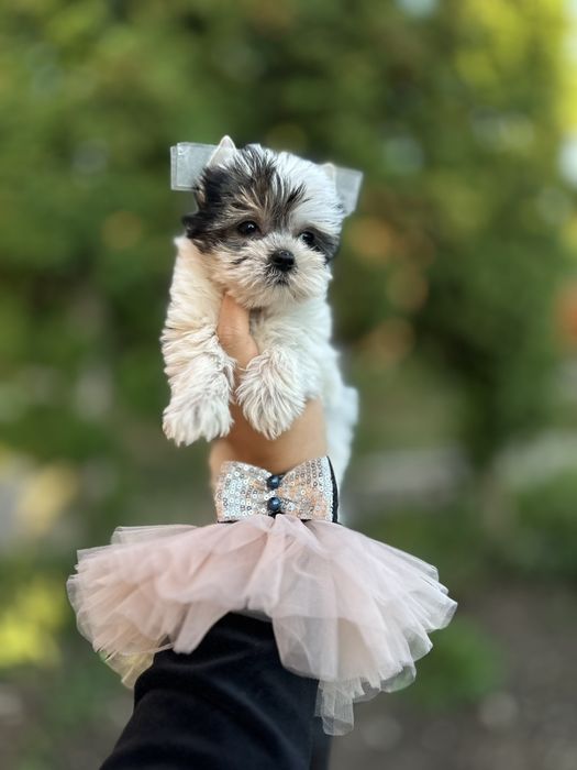 Міні Бівер Йорк — дівчинка, створена для обіймів