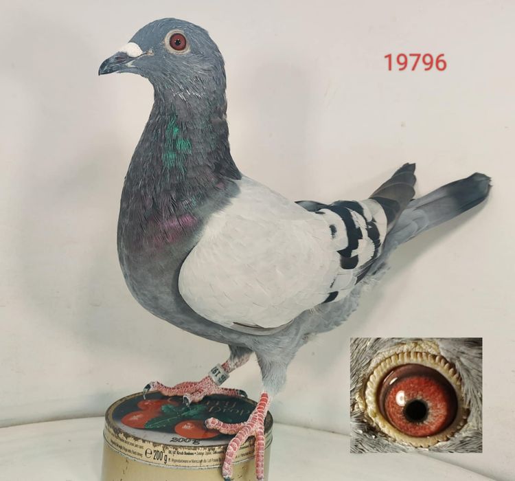 Jos Thoné gołąb, gołębie pocztowe.