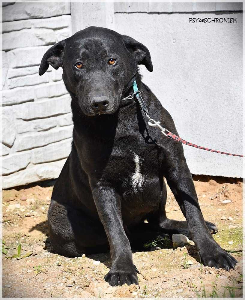 Sancho - młody psiaczek w typie labradora szuka domu