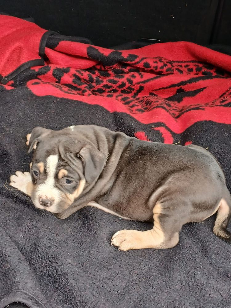 Amstaff śliczny piesek