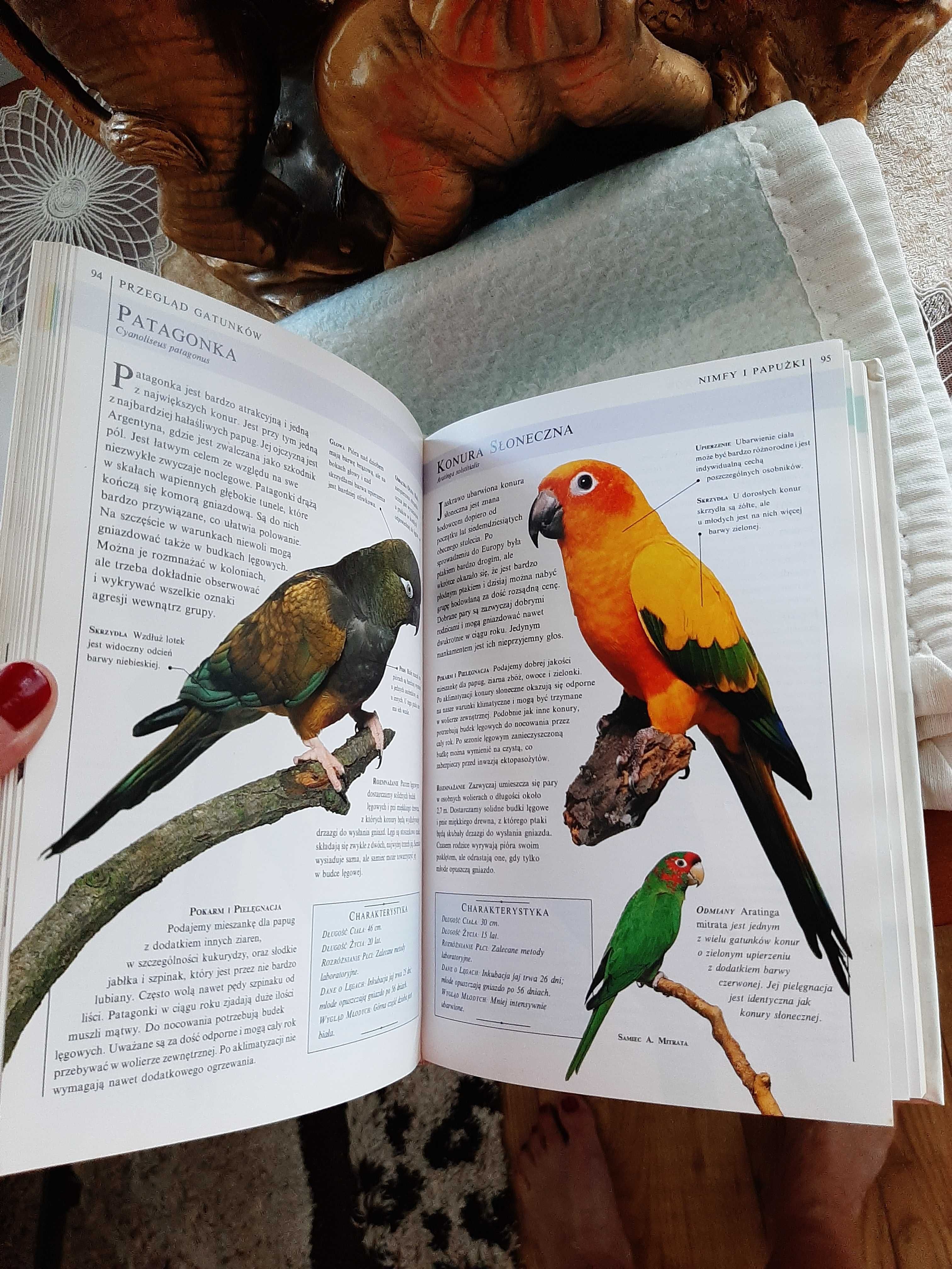 Książka Ty i twoje ptaki. David Alderton