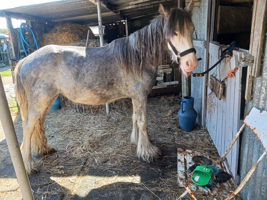Vendo pónei e cavalo irsh cob puro