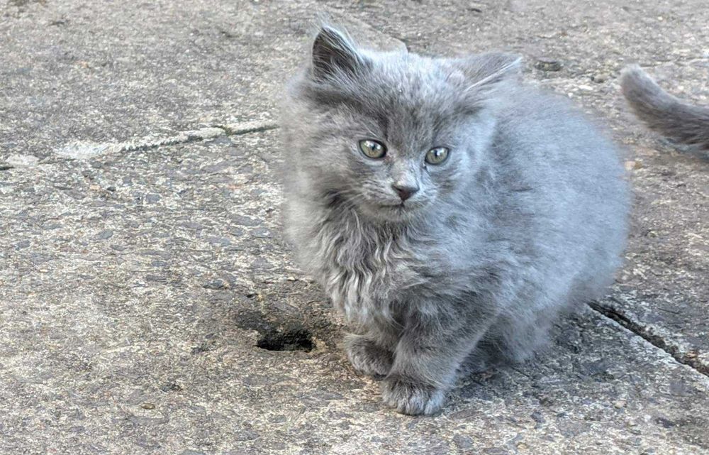 Кошенята, котики, цікава суміш британця, два місяці