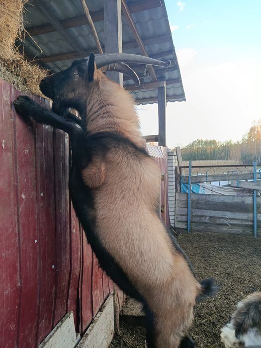 Альпійський цап для покритя, вязка, паровка.