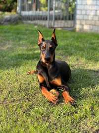 Dobermann FCI, щенки добермана