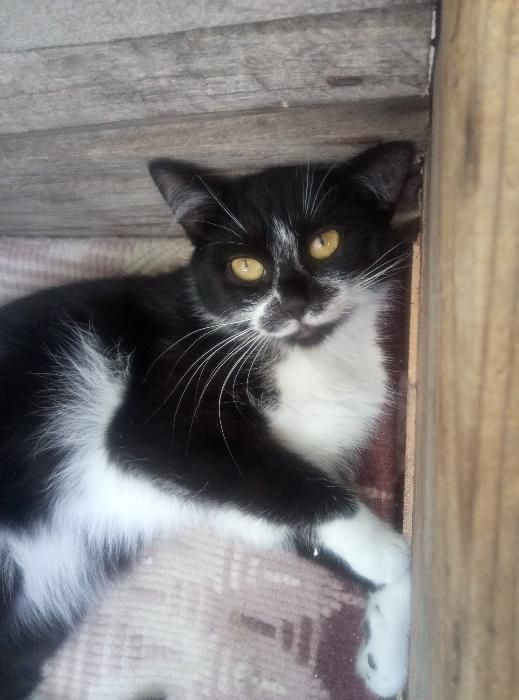 Черно-белая метис британки в дар!