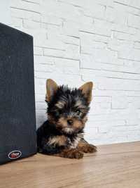 Yorkshire Terrier piesek mini