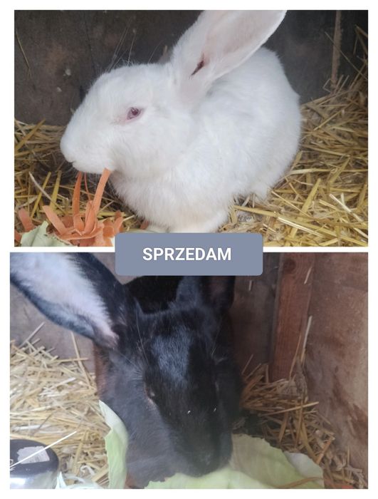 Oddam króliki za siano