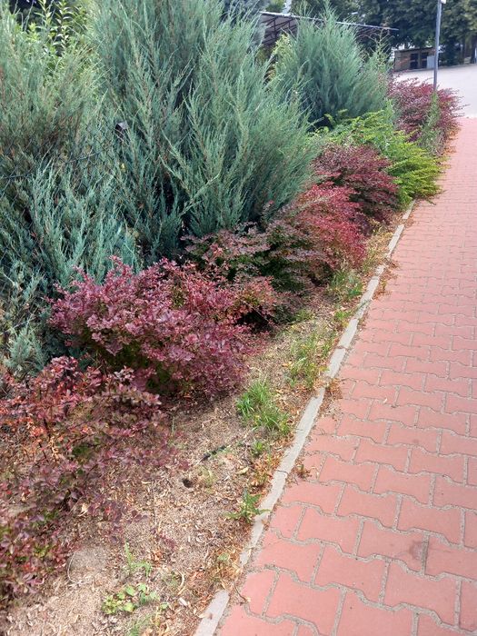 Berberysy, pęcherzyce zielone i bordowe, złotokap, perukowce.