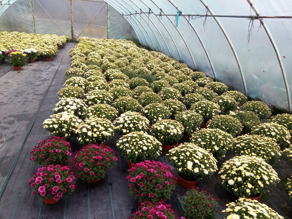 Chryzantemy sprzedam