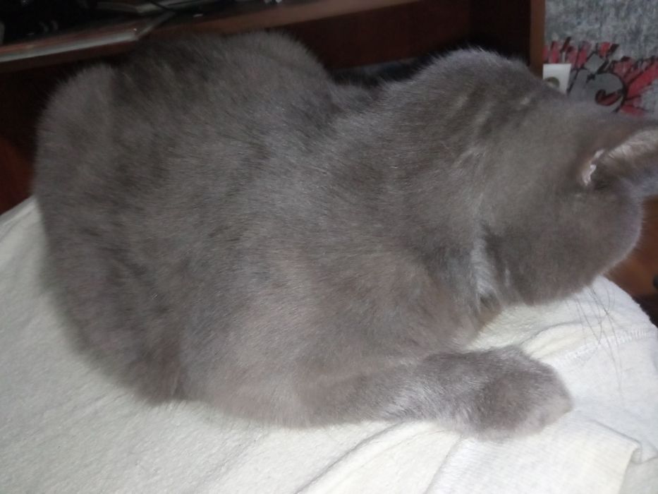 Продам кошку британская веслоухая