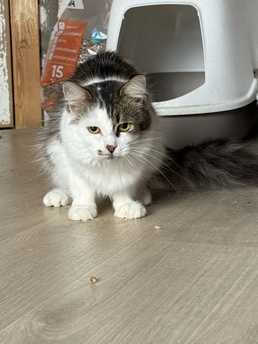 Киця в добрі руки