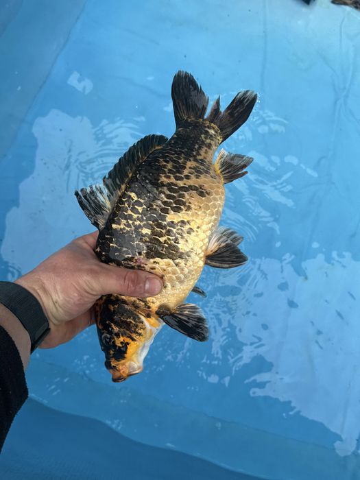 Karp Koi kolorowe karpie