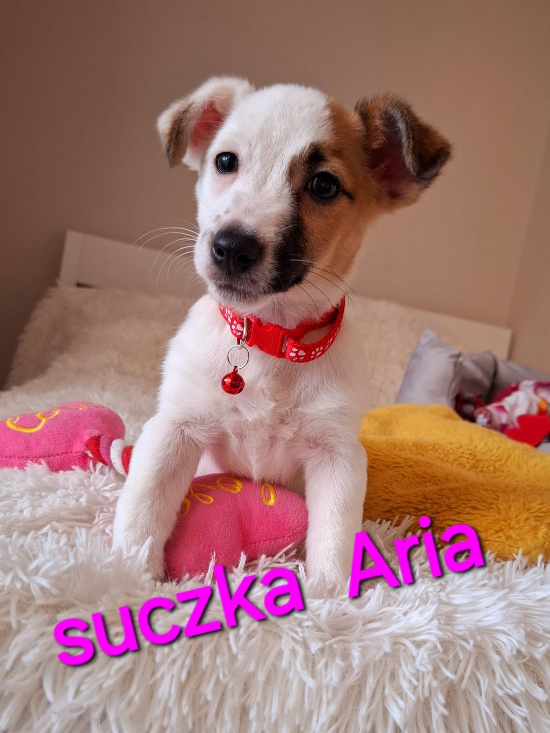Słodka Aria !!! JRT już do odbioru RODZICE WHODOWLI
