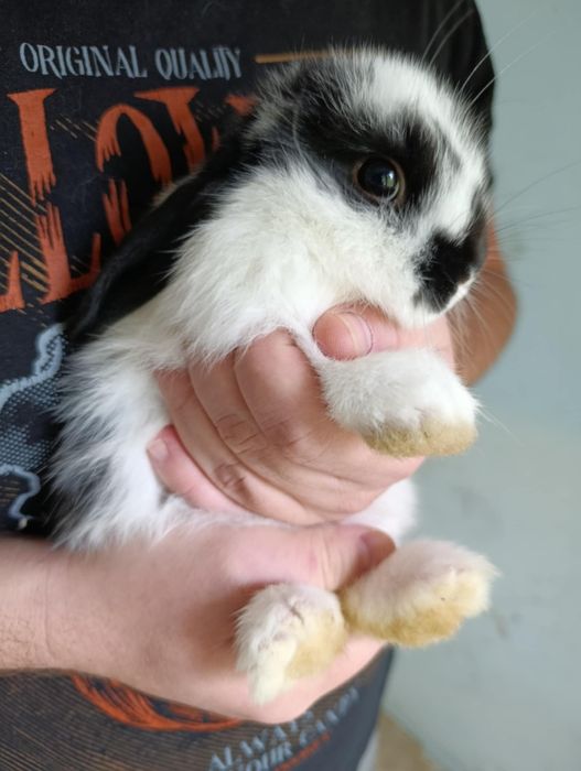 Króliczki do oddania