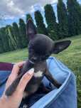 Chihuahua z prawdziwym rodowodem ZKwP/ FCI