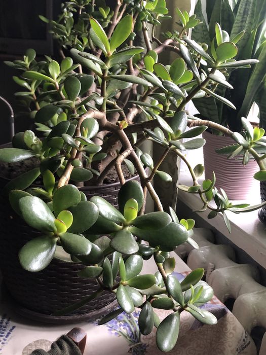 Продам гарний вазон.