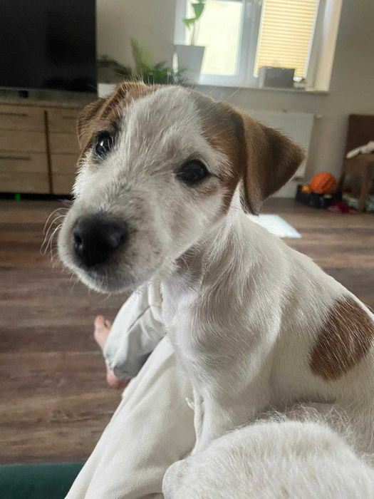 Parson Russell terrier szuka domu, wiek 10 tygodni