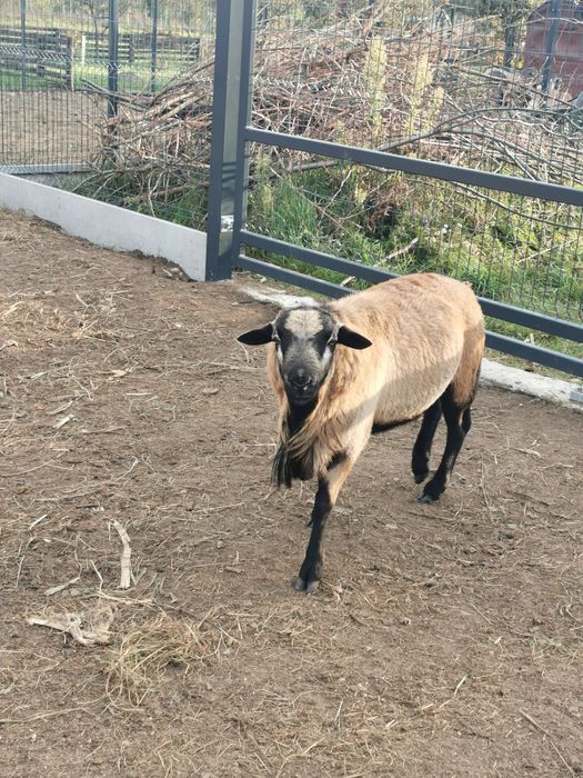 Tryk /baran Barbados