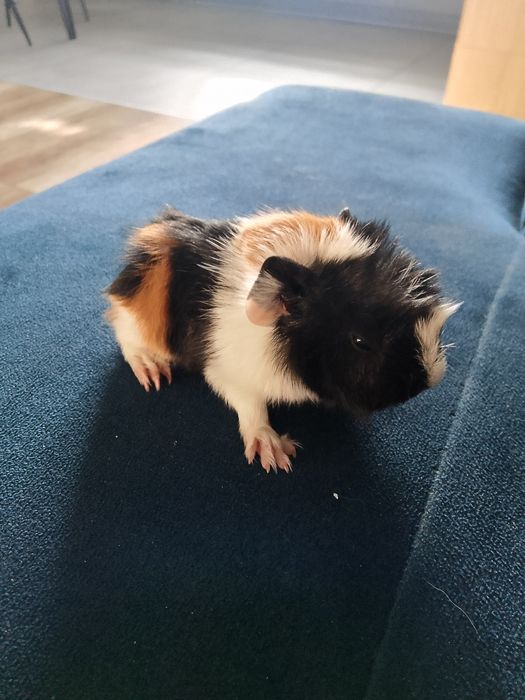 Świnka morska samica