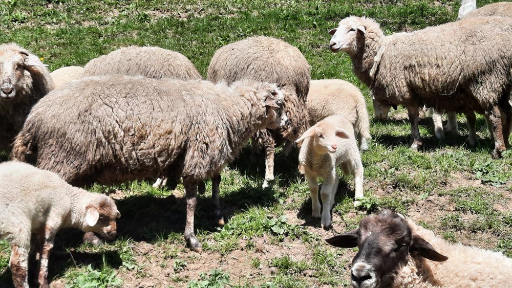 Вівці продаються породи суффолк та інші.