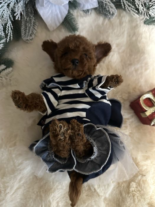 Дві красуні (Азія)тойчики