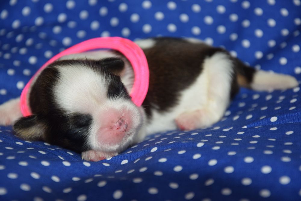 Gemma suczka Shih Tzu jak anioł cudowna odbiór grudzień