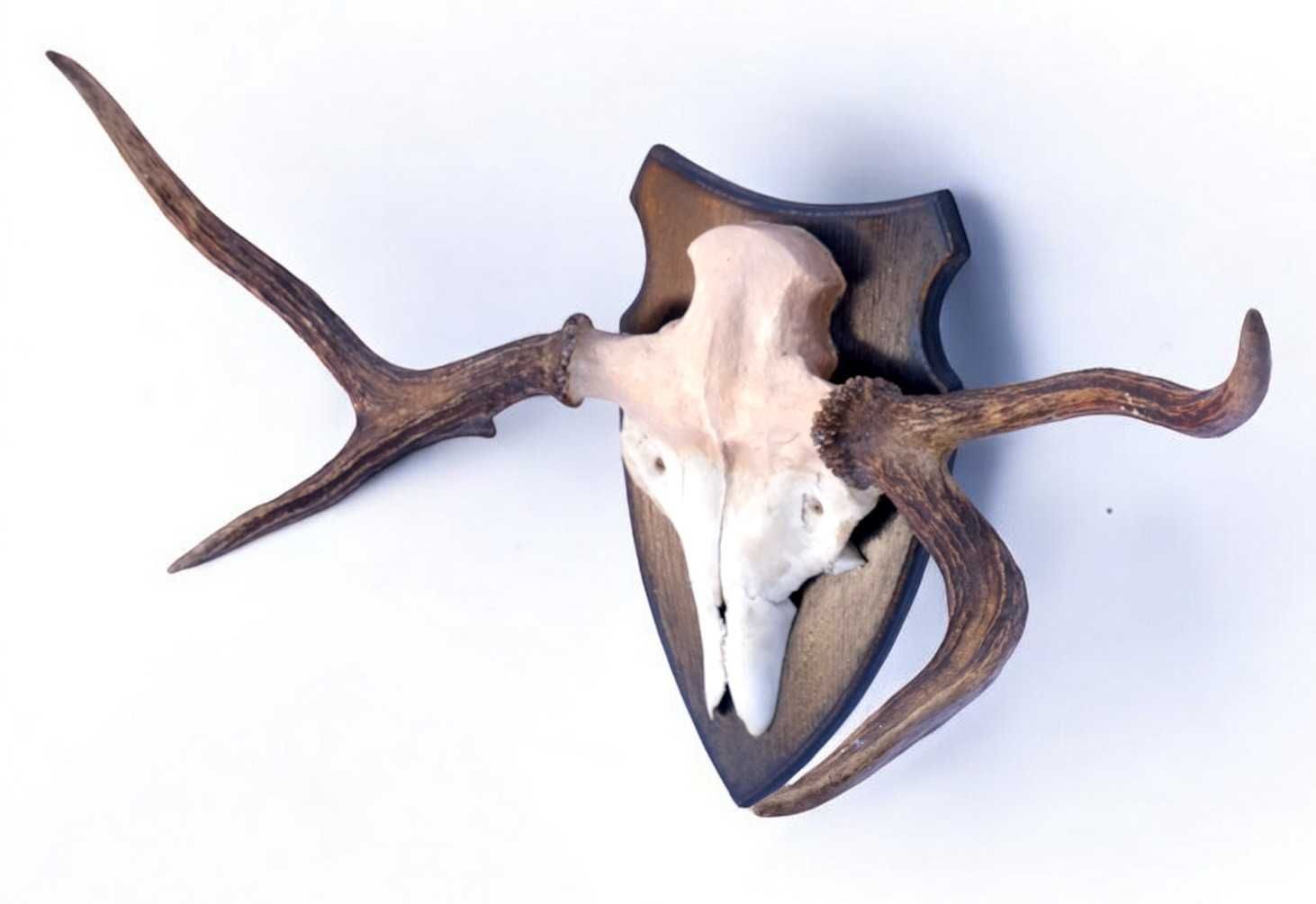 Poroże łosia łoś badylarz widłak 3,3kg rogi trofeum 31cm