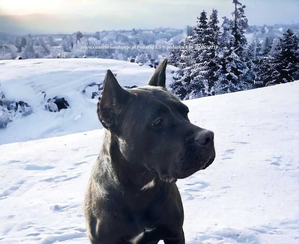 Astra w typie cane corso do adopcji.