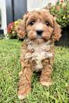 Cavapoo Sunia hybryda ras