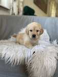 Golden Retriever qualidade