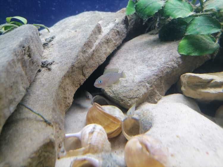 Neolamprologus Multifaciatus 2 pary Muszlowiec Wielopręgi