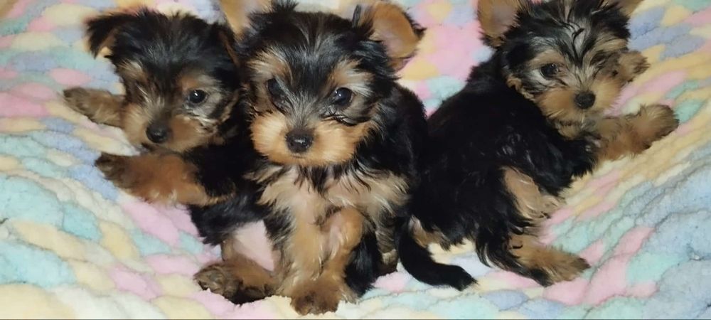 Йокширський тер'єр цуценята