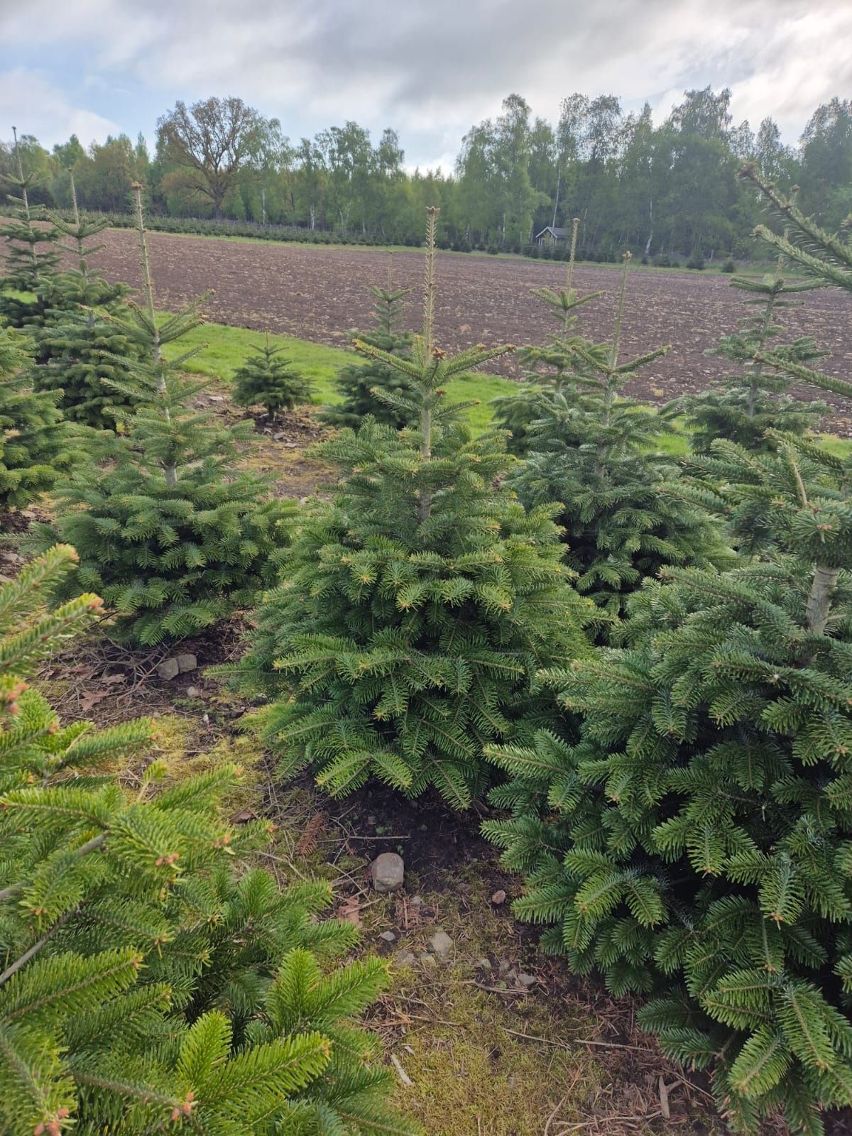 Choinki hurt/detal, jodła kaukaska z własnej plantacji