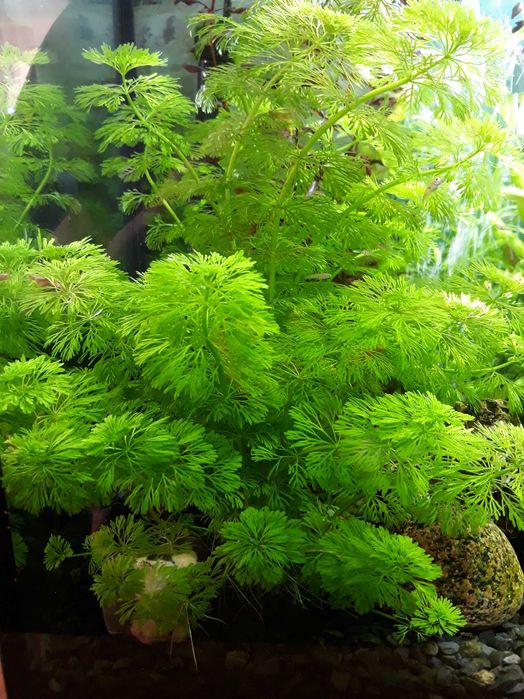 Roślina akwariowa Limnophila Sessiliflora