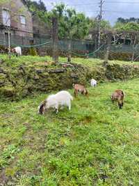 Cabrito/Cabrita de raça anã