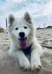 Samoyed FCI Suczka Gotowa do odbioru