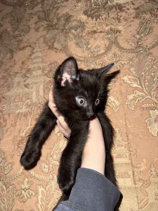 Котенок  1 месяц