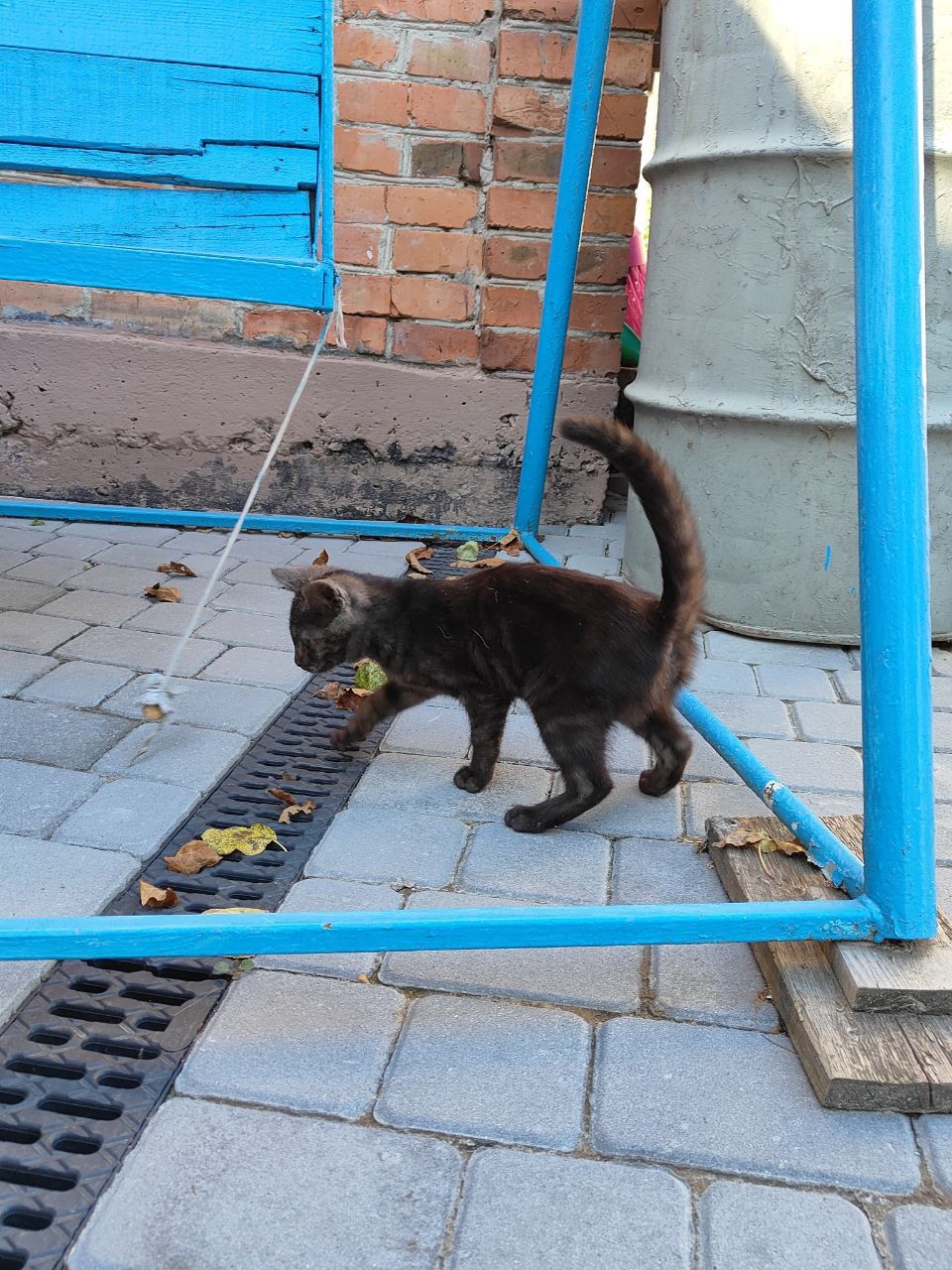 Котеня 3-4 місяця, дівчинка