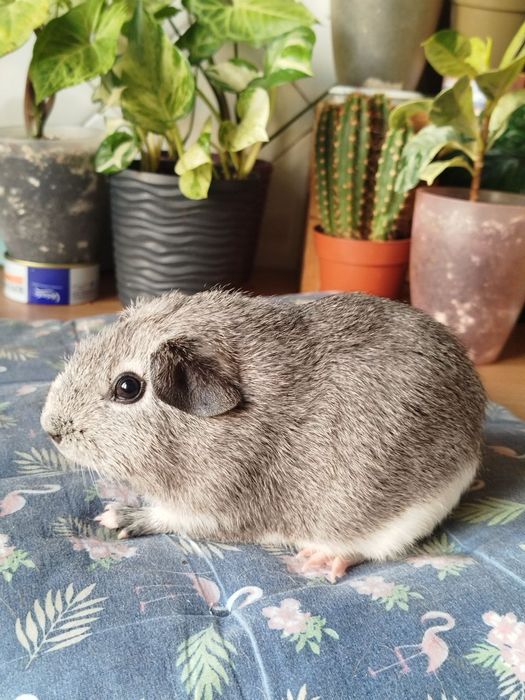 Морська свинка хлопчик