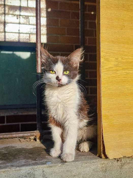 Гарні котята - Віддам