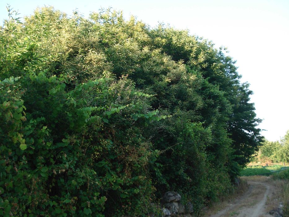 Terreno Rústico em Pegarinhos com Castanheiros – 3.000 m²