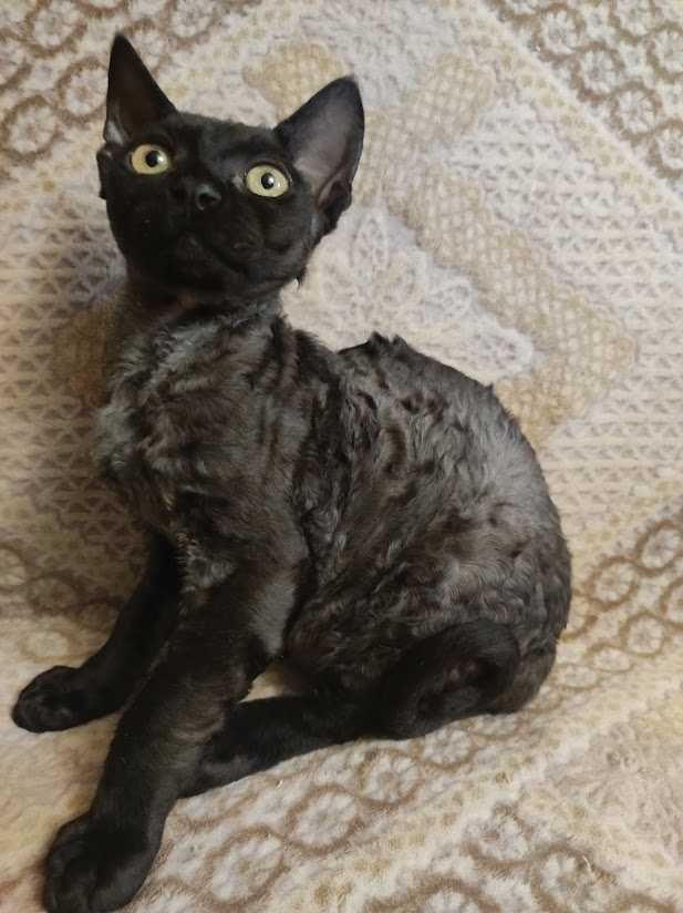 Котенок котик Девон-Рекс продается