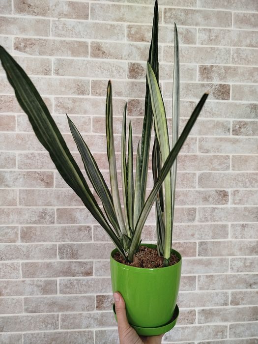 Сансевієрія Бентель сенсейшн, сансевиерия, сансев'єра.