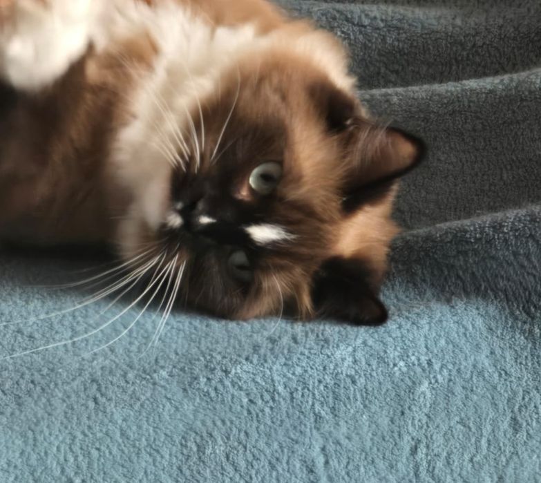 Przepiękna koteczka Ragdoll