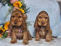Cocker spaniel angielski - piesek złoty z czekoladowym noskiem
