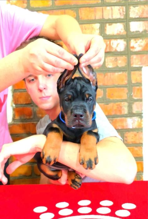 Найкращий малюк породи доберман