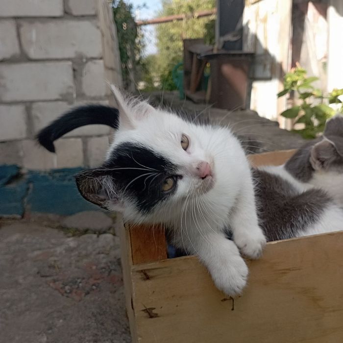 Кошенята в хорошие руки