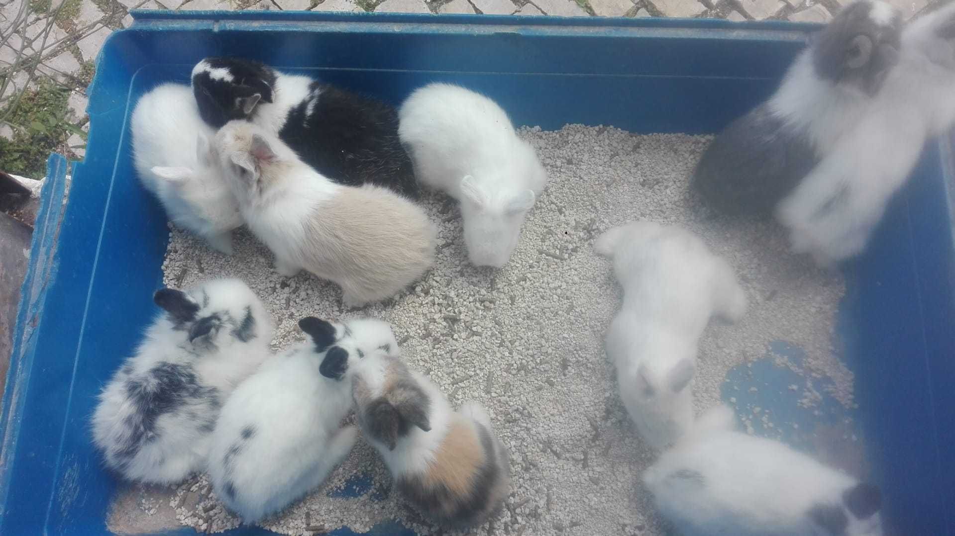 Coelhos anões +Gaiola Nova +alimentação